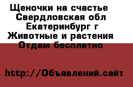 Щеночки на счастье. - Свердловская обл., Екатеринбург г. Животные и растения » Отдам бесплатно   